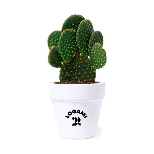 Vaso in terracotta con semi di cactus